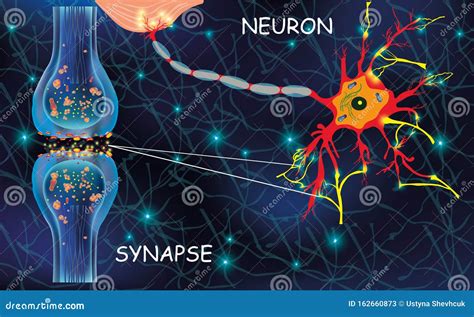 Anatomía De Células Neyron Señal De Transmisión De Impulso En Un