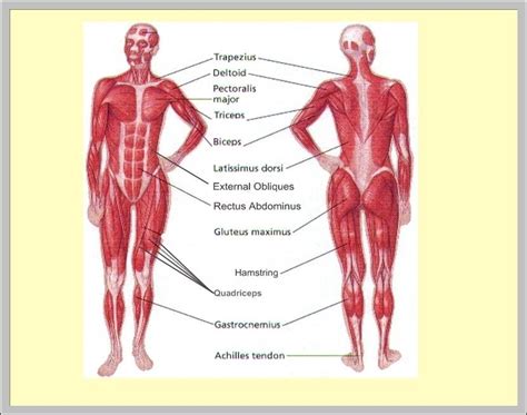 Muscular system pics - Graph Diagram