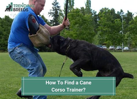 How To Find a Cane Corso Trainer? (2023)