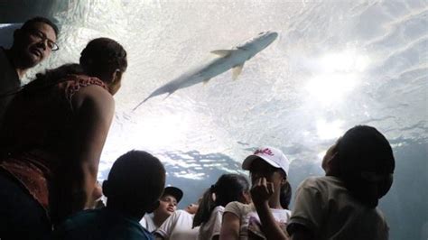 Martes Gratuito De Aquarium De Veracruz Recibi A M S De Mil Personas