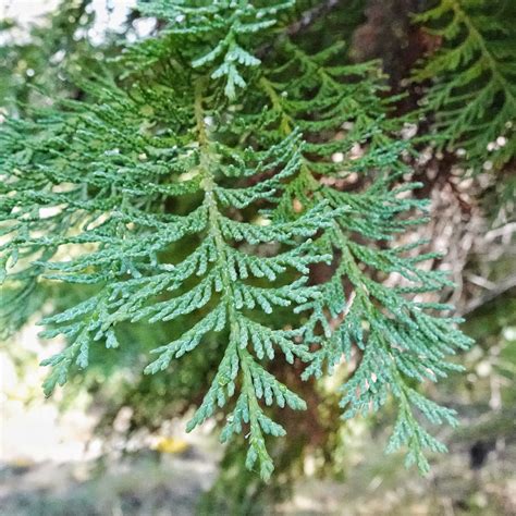 Chamaecyparis Lawsoniana Leaf