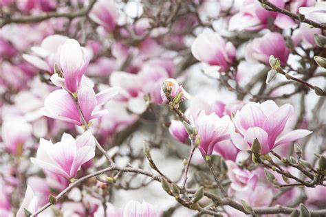 Tulip Tree in spring-Howard County, Indiana Photograph by William Reagan - Fine Art America