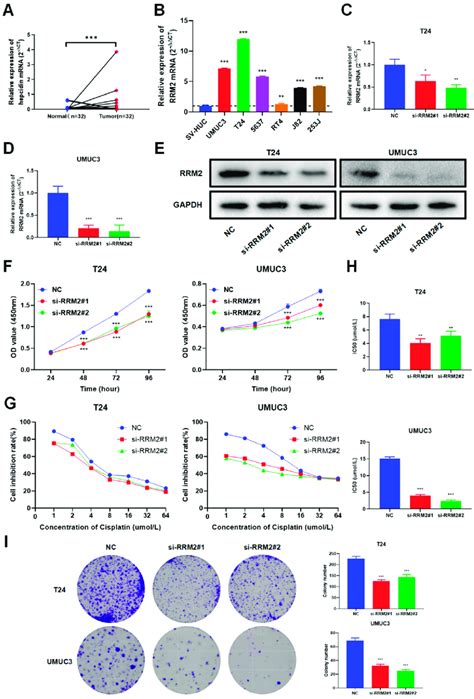 Expression And Function Of Rrm In Blca A B Rrm Mrna Expression In