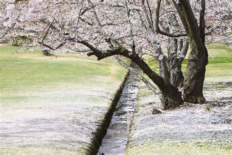 Cherry Blossoms Deer In Nara Park by Kanekodaidesignoffice Caramel