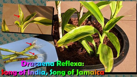 How To Propagate Dracaena Reflexa Song Of India Song Of Jamaica