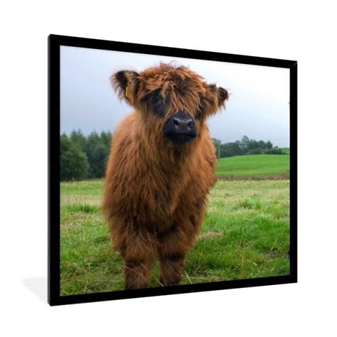 Cadre Photo MuchoWow Carré 40x40 cm Highlander écossais Vaches