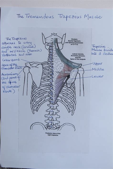 The Trapezius Muscle • Pilates in Leeds