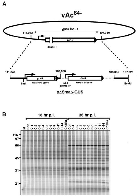 Construction And Analysis Of Recombinant AcMNPV Viruses Expressing