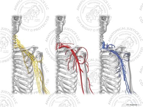 Nerves, Arteries, and Veins of the Left Axilla - No Text