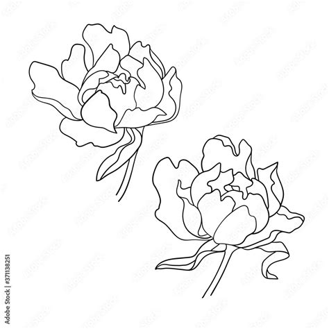 Peony Clipart. Peony illustration set on white background. Peonies continuous line. Peony sketch ...