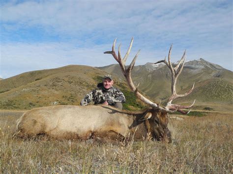 Wapiti / Elk — Exclusive Adventures New Zealand