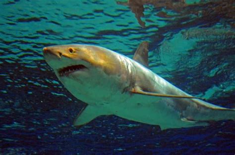 At least 8,000 great white sharks off Australia coast: researchers