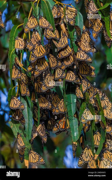 Mariposas monarca danaus plexippus fotografías e imágenes de alta