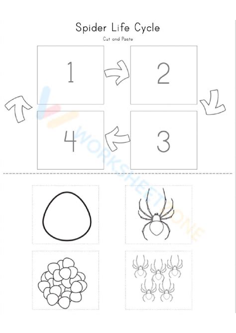 Free Printable And Interactive Spider Life Cycle Worksheets