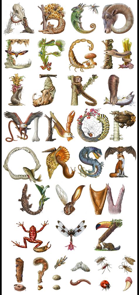 Animals Alphabet | Behance