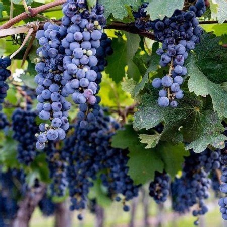 lukovici.bg | луковици и цветя на ниски цени! Продукти