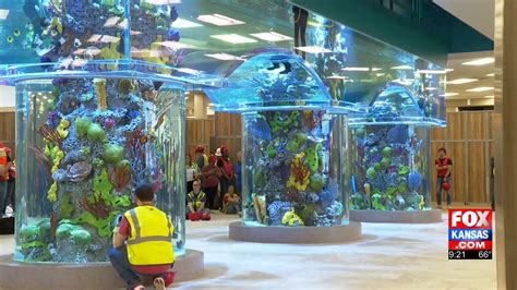 Fish arrive at Scheels aquarium in Wichita