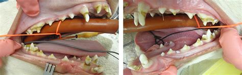 Common Dental Cases | Veterinary Dental Services - Dental Vets