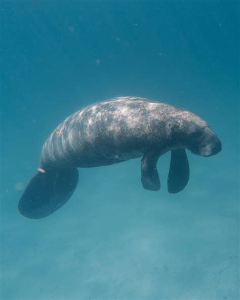 Manatee Photos, Download The BEST Free Manatee Stock Photos & HD Images