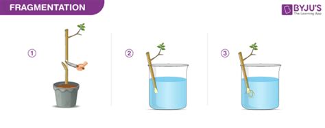 Fragmentation- Fragmentation in Animals and in Plants