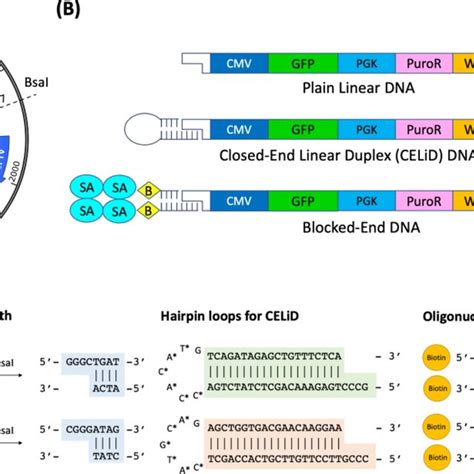 Design of DNA constructs used in this study. (A) Circular plasmid used ...