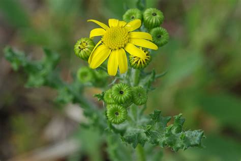 Senecio Leucanthemifolius Ssp Vernalis