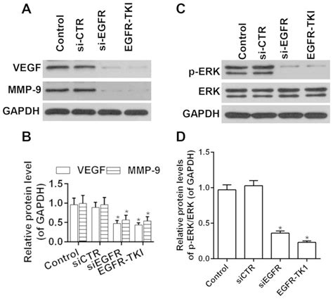 Afatinib An Egfr Inhibitor Decreases Emt And Tumorigenesis Of Huh