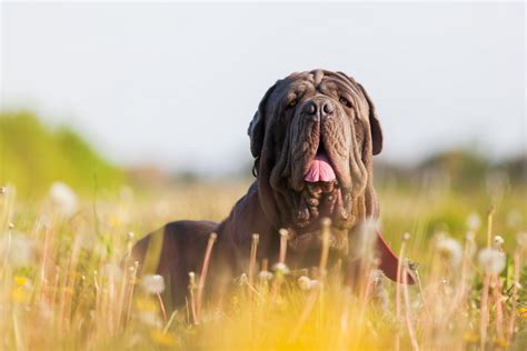 Top 10 Funny Dog Breeds You Would Love To Live With Pet Comments