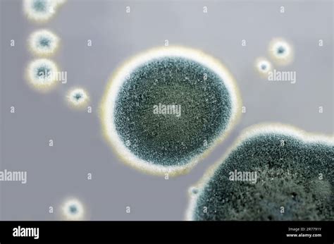 Colonies Of Penicillium Fungi Grown On Sabouraud Dextrose Agar Sda