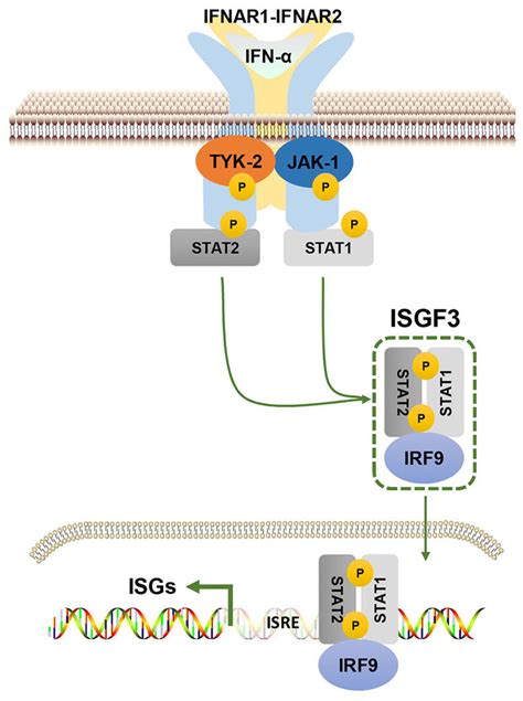 Canonical IFN α signaling pathway IFN α binds to IFNAR1 IFNAR2 and