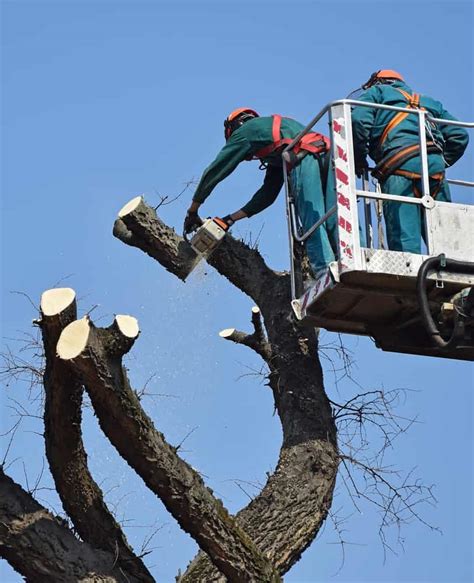 Tree Cutting Service | Professional Tree Cutters in West PA