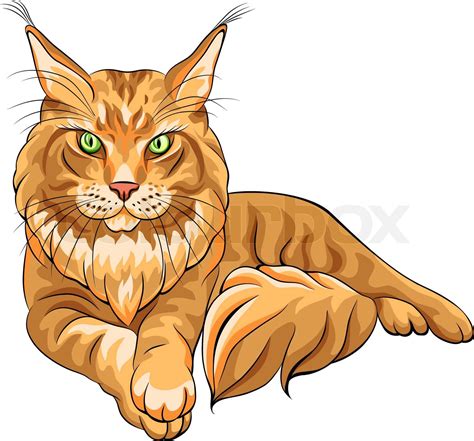 Vector Color Sketch Fluffy Maine Coon Cat Stock Vector Colourbox