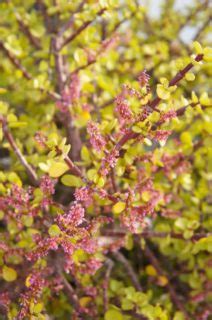 Tipos De Plantas De Jade Inicio Estratosfera Arquidia Mantina