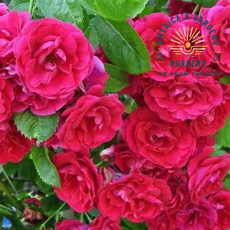 Blaze Improved Climbing Rose Plant Americas Gardens Nursery