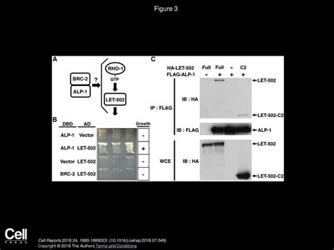Volume 24, Issue 7, Pages (August 2018) - ppt download