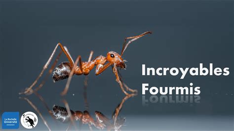 Incroyables Fourmis Conférence Youtube