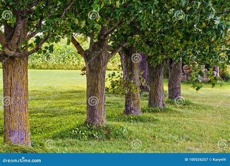 Row Of Large Maple Trees Stand In A Line Stock Image Image Of Corn