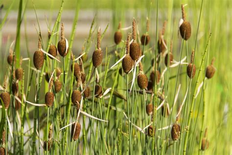 Plants for Ponds and Water Gardens | HGTV