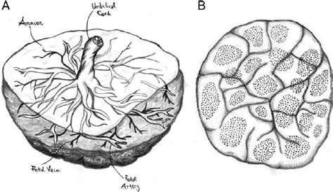 Simple Placenta Diagram