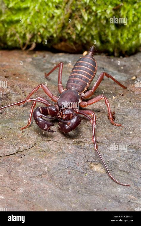 arachnids scorpions