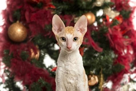 19 Cornish Rex Colors and Patterns (With Info & Pictures) | Hepper