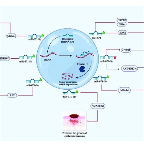 The Above Illustration Shows The Roles Of Mirna Which Acts As An