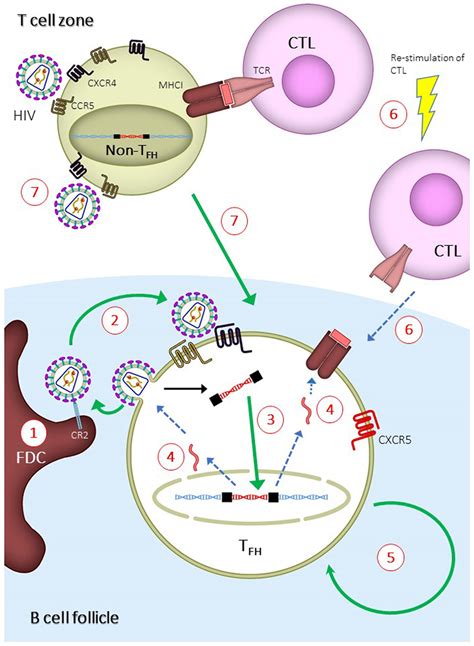 Frontiers Human Immunodeficiency Virus Playing Hide And Seek