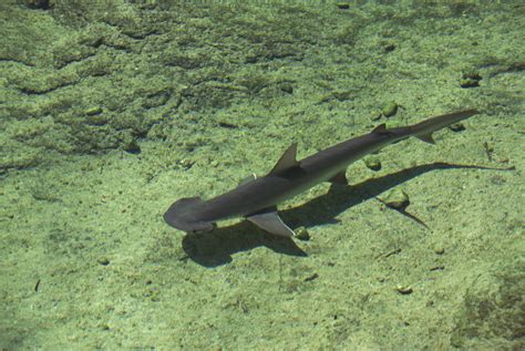 A Profile of the Bonnethead Shark