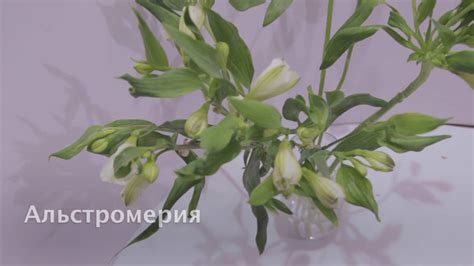 Альстромерия - YouTube