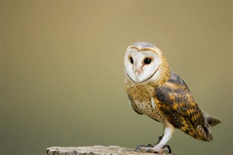 Barn Owl Description Habitat Fun Facts