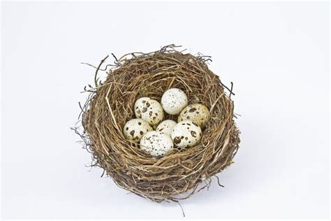 Bird nest with eggs stock image. Image of breed, brood - 24937983