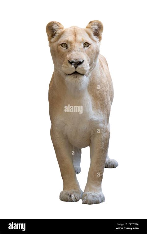 Lion Standing Panthera Leo Hi Res Stock Photography And Images Alamy