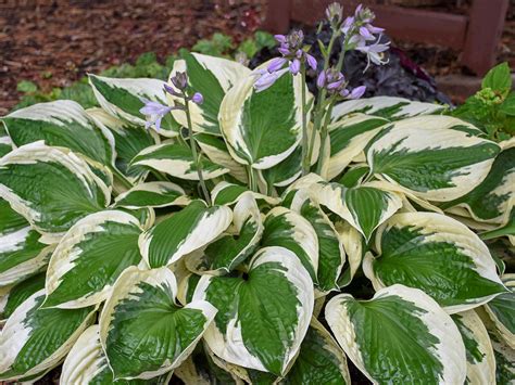 Patriot Hosta - Jeffries Nurseries