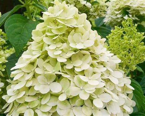 Hydrangea Limelight Tree Form Gulley Greenhouse